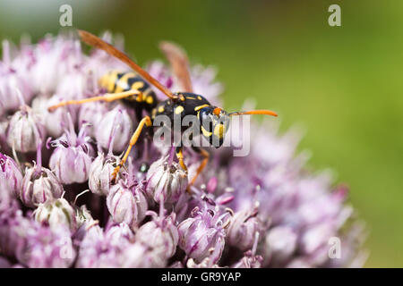 Carta europea Wasp Poliste Dominula Foto Stock