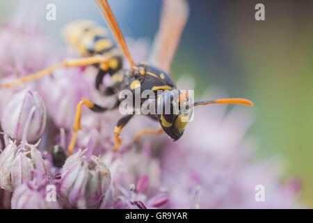 Carta europea Wasp Poliste Dominula Foto Stock