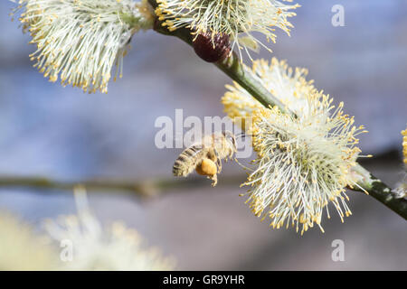 Bee in cerca di cibo Foto Stock