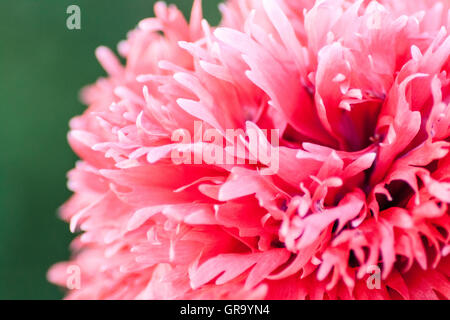 Papaver somniferum Foto Stock