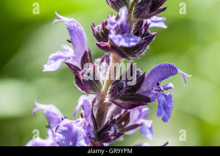 Salvia Nemorosa Foto Stock