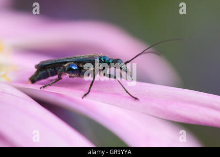 Oedemera Nobilis Foto Stock