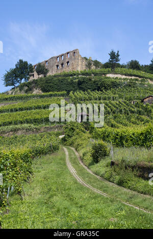 Burg Staufen, le rovine del castello, Staufen im Breisgau, Foresta Nera, Baden-Württemberg, Germania, Europa Foto Stock
