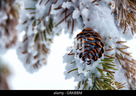 Cono di pino coperto di neve. Cono di pino coperta in soffice e bianca neve soffice. Foto Stock