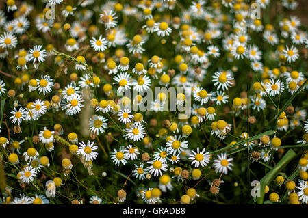 I fiori di camomilla in primavera (Matricaria chamomilla) Foto Stock