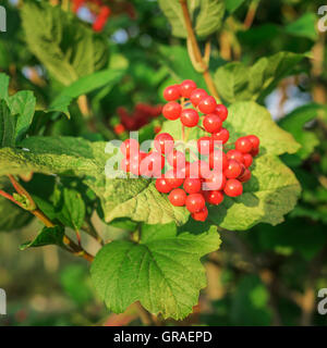 Viburnum bacche sull'albero in autunno. Kalina. Foto Stock