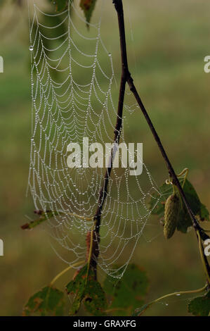 Inizio dell'autunno. Mattinata nebbiosa sul campo con la rugiada su spider net. Foto Stock