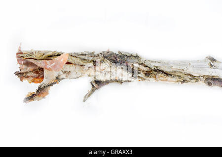 Pezzo incontaminato Morì di cause naturali tree Foto Stock