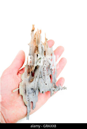 Pezzo incontaminato Morì di cause naturali tree Foto Stock