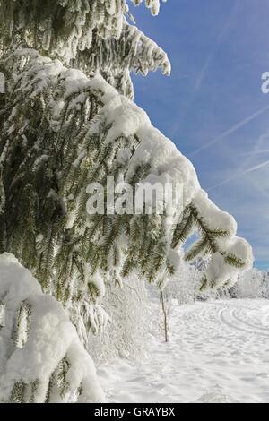 Snowy Abete rami contro il cielo blu Foto Stock