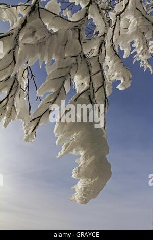 Tempesta di neve su sottile a rami di alberi Foto Stock