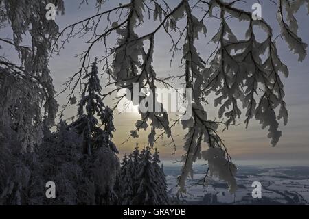 Rami Snow-Covered contro la luce nella parte anteriore del paesaggio invernale Foto Stock