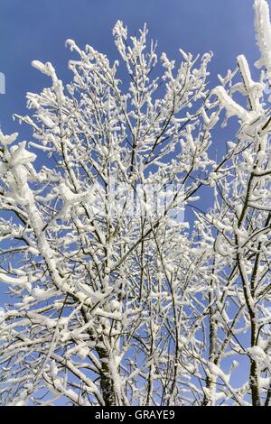 Snow-Covered Albero a foglie decidue rami contro un cielo blu Foto Stock