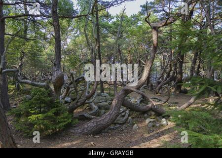 Bizzarro alberi In Trollwald La Riserva Naturale a Böda sull isola di Öland, Svezia Foto Stock