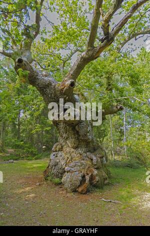 I mille anni di Troll Oak nella riserva naturale sull'isola svedese di Öland Trollskogen Foto Stock