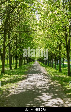 Baille-Maille Lime Avenue In Himmelkron Vista da ovest a est Foto Stock