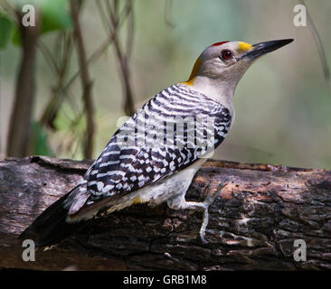 Golden-Picchio fronteggiata (Melanerpes aurifrons) su un albero caduto trunk in Weslaco,Texas Foto Stock