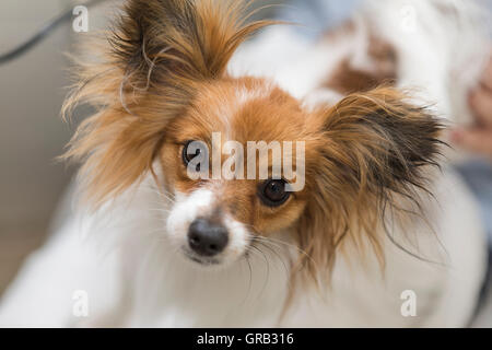 Ritratto di cane Papillon (Canis lupus familiaris) , cucciolo Foto Stock