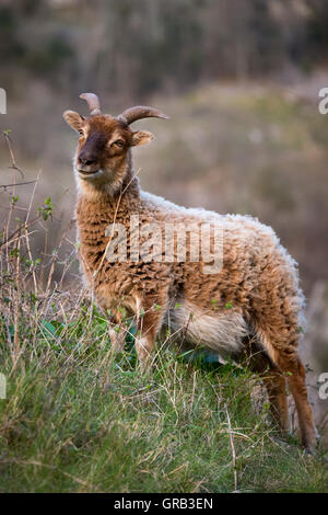 Pecore Soay a Cheddar Gorge Foto Stock