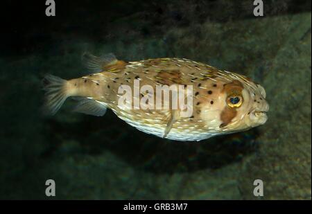 Lungo la colonna vertebrale (porcupinefish Diodon holocanthus) un tropicale balloonfish varietà Foto Stock