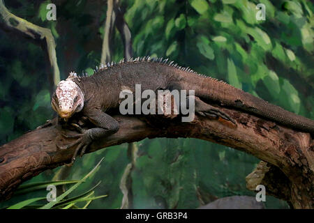 West Indian o minore Antillean (Iguana iguana delicatissima), isola locale a base di specie sorella dell'iguana verde Foto Stock