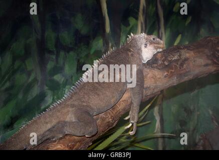 West Indian o minore Antillean (Iguana iguana delicatissima), a Blijdorp Zoo di Rotterdam, Paesi Bassi Foto Stock