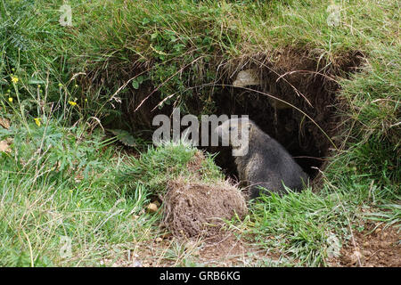 Steppa marmotta sul Monte Baldo Foto Stock