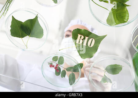 Biotechnologist esaminare i campioni vegetali in laboratorio Foto Stock