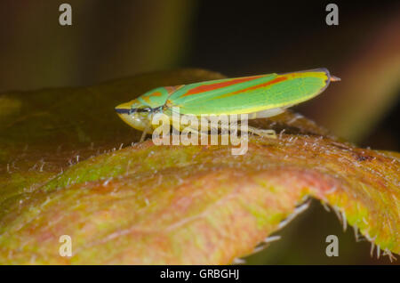 Leafhopper rododendro seduto su una foglia Foto Stock