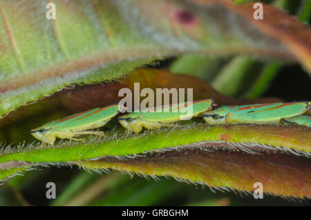 Rhododendron leafhoppers seduto su una foglia in linea Foto Stock