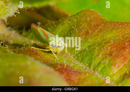 Leafhopper rododendro seduto su una foglia Foto Stock