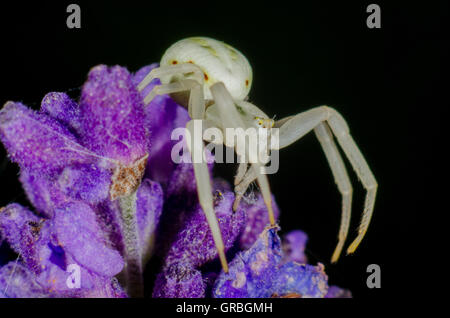 Bianco ragno granchio seduta su un fiore Foto Stock