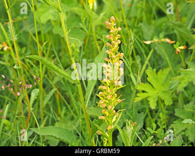Picco di fioritura di orchidee di rana (Coeloglossum viride) in ricchi diverse strada erbosa orlo Foto Stock