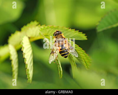 Giardino in comune Hoverfly della famiglia Dronefly (Eristalis spp) a riposo sul ripiegato foglie verdi - larva è noto come rat-tailed verme Foto Stock