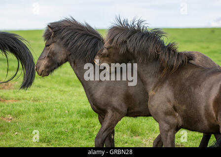 Cavalli islandesi essere disturbato dal nero vola in Islanda, a sud-ovest dell'Islanda, Golden Circle Tour Foto Stock