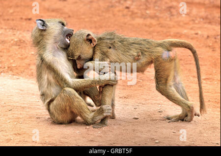 Wild giovani giallo babbuini, prova le loro forze in combattimenti e mordere Foto Stock