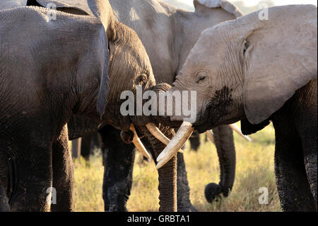 Giocoso e teneramente giovani elefanti In Amboseli Parco nazionale Foto Stock