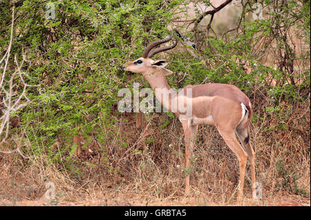 Gerenuk nel parco nazionale orientale di Tsavo, Kenya Foto Stock