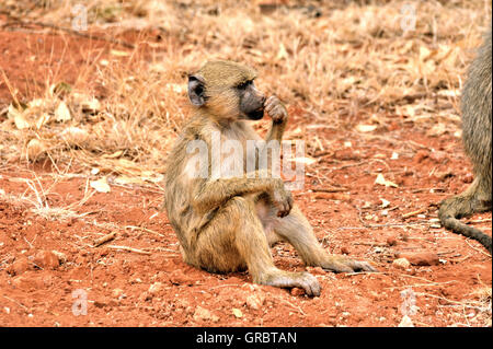 Babbuino giallo sembra annoiato e mcon Foto Stock