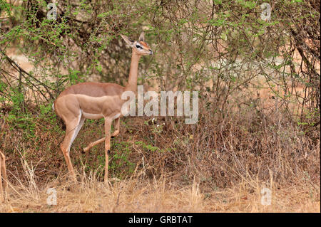 Gerenuk nel parco nazionale orientale di Tsavo, Kenya Foto Stock