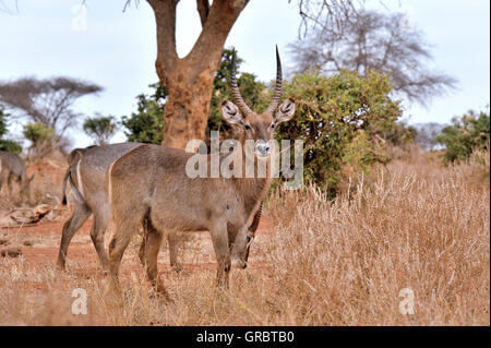 Waterbucks nel parco nazionale orientale di Tsavo Foto Stock