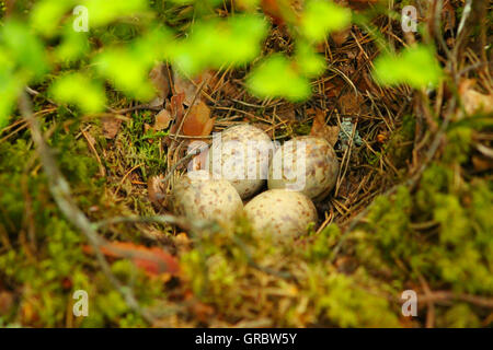 Nido su un terreno. Foto Stock