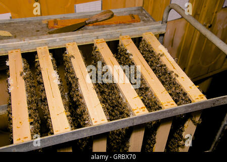 Cornici di legno con favi e lavoratori su un Rack in metallo Foto Stock