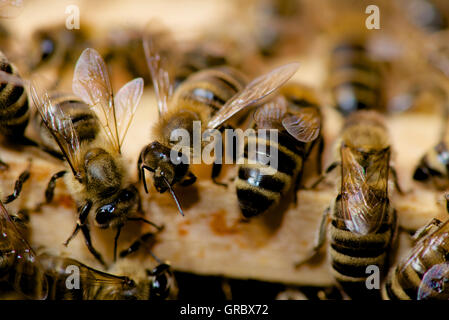 Lavoratori su telaio in legno Foto Stock