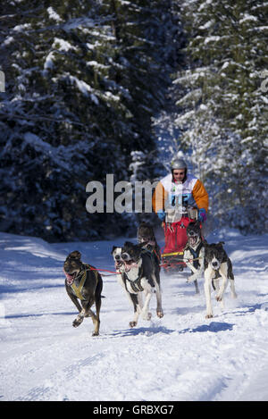 Dogsled gara a Kandersteg, Oberland bernese Foto Stock