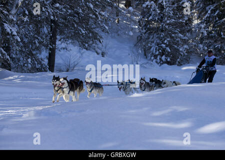 Dogsled gara a Kandersteg, Oberland bernese Foto Stock