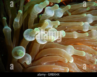 I tentacoli della bolla Suggerimento Anemone, Selayar, Sulawesi meridionale, Indonesia Foto Stock