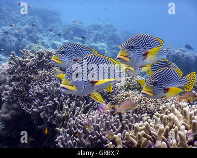 Diagonale Sweetlips piegato, Plectorhinchus Lineatus, passando sopra il fuoco coralli, in Background Reef e acqua limpida. Selayar, Sulawesi meridionale, Indonesia Foto Stock