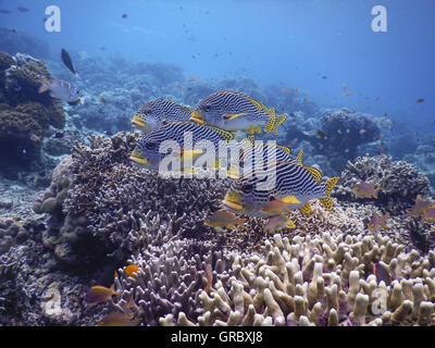 Diagonale Sweetlips piegato, Plectorhinchus Lineatus, passando sopra il fuoco coralli, in Background Reef e acqua limpida. Selayar, Sulawesi meridionale, Indonesia Foto Stock