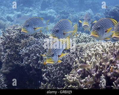 Diagonale Sweetlips piegato, Plectorhinchus Lineatus, passando sopra il fuoco coralli, in Background Reef e acqua limpida. Selayar, Sulawesi meridionale, Indonesia Foto Stock